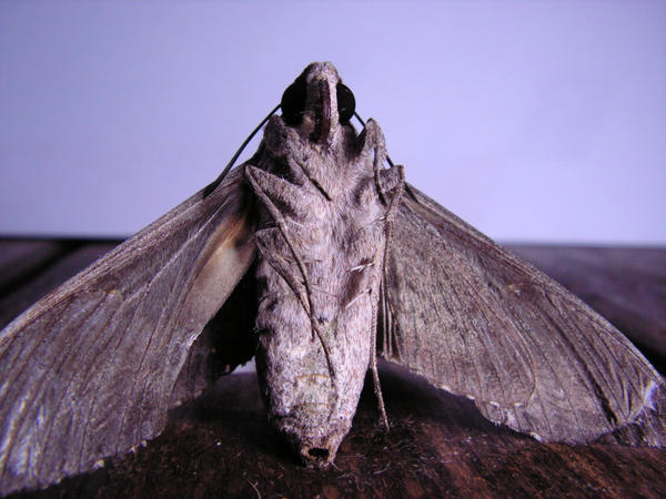 Moth 404 moth4 by yeros on DeviantArt