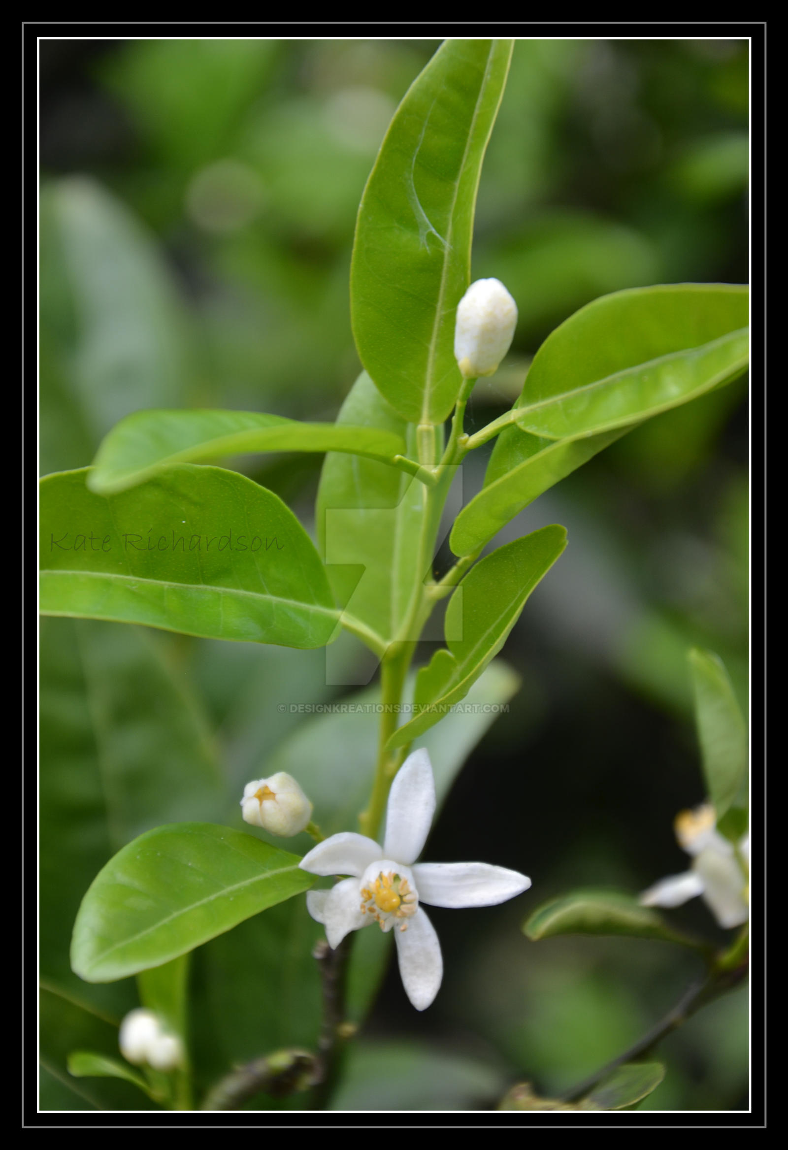 Mandarin Blossom 2