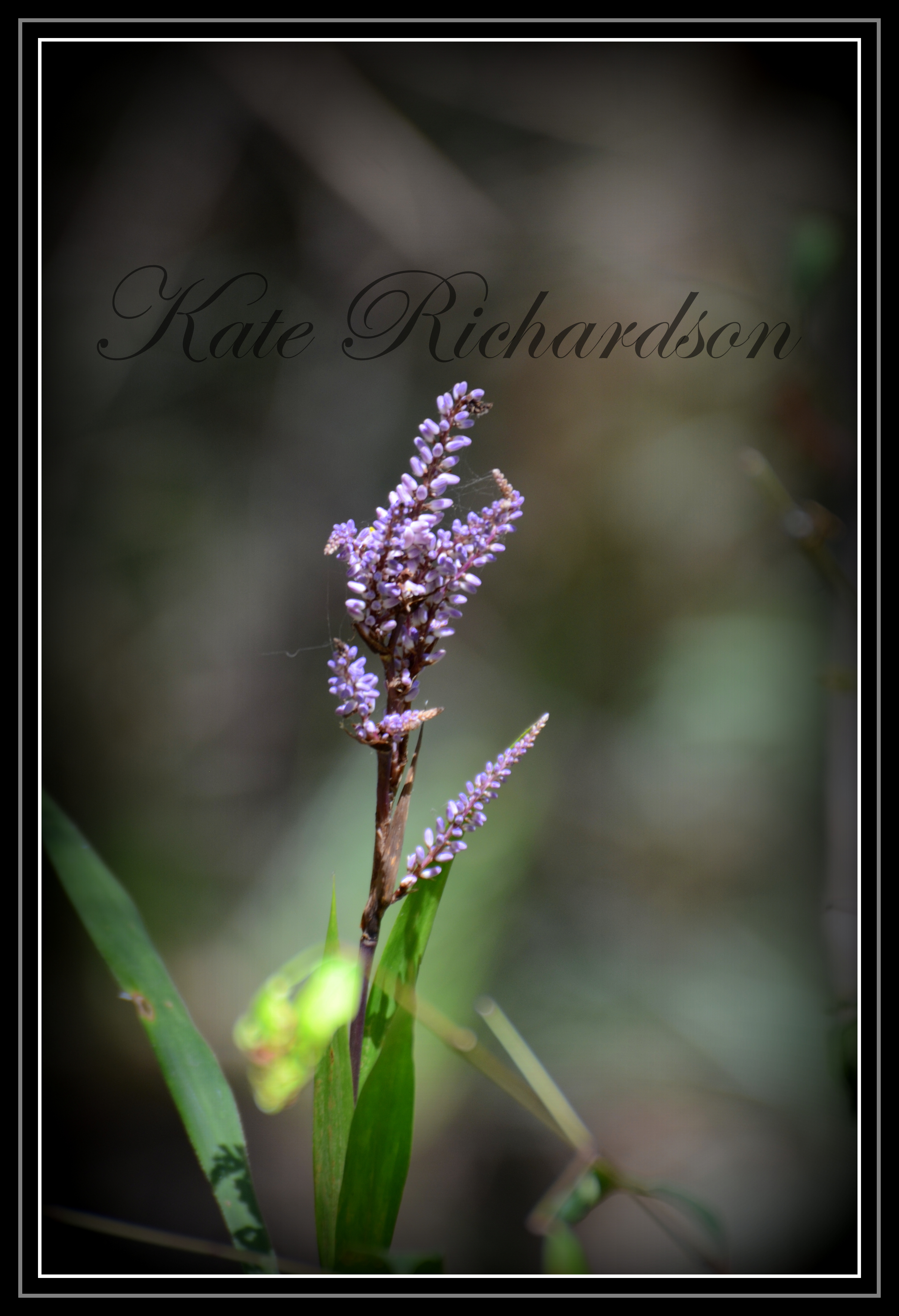 Purple flower