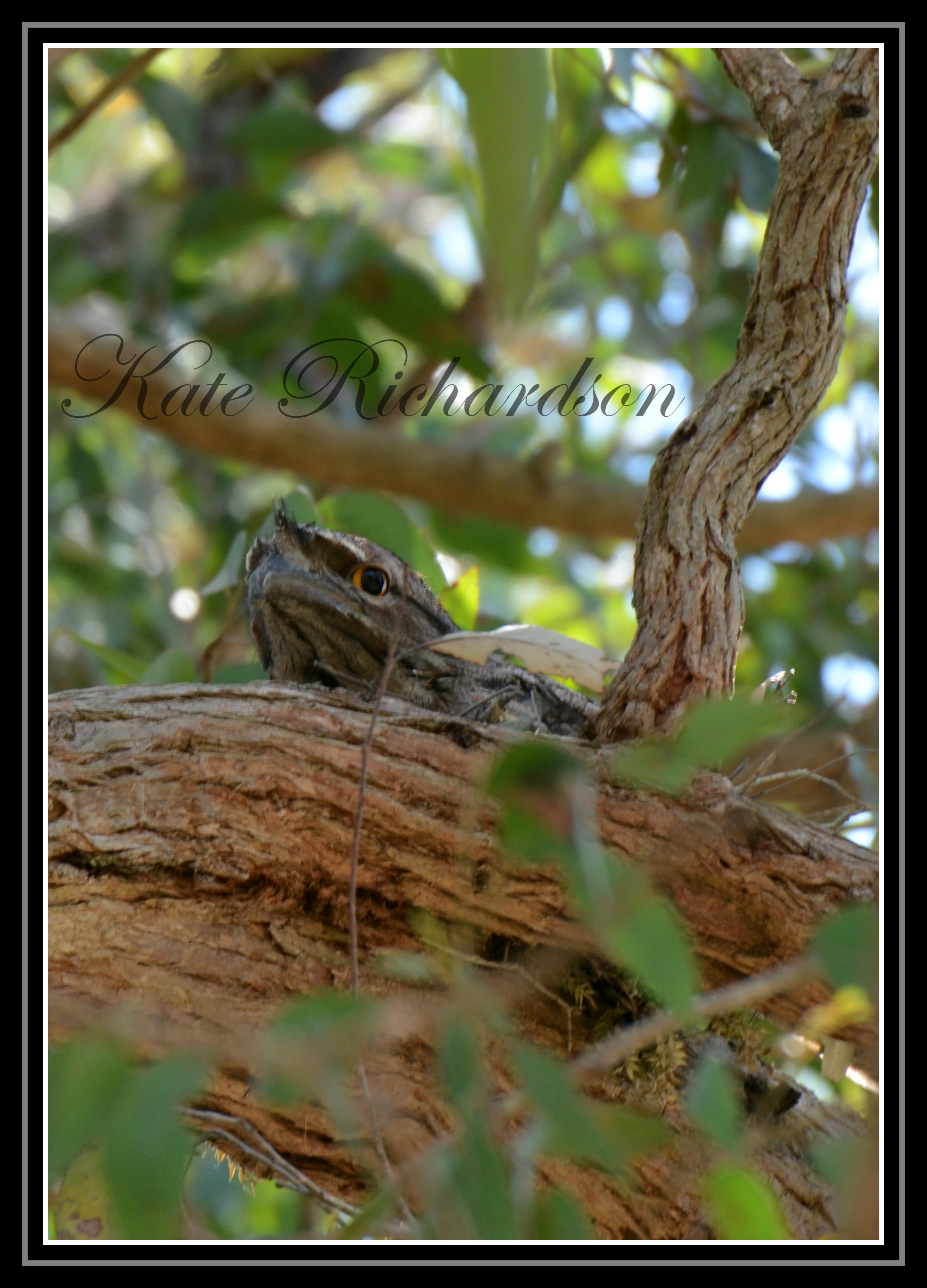 Tawny Frog mouth nesting