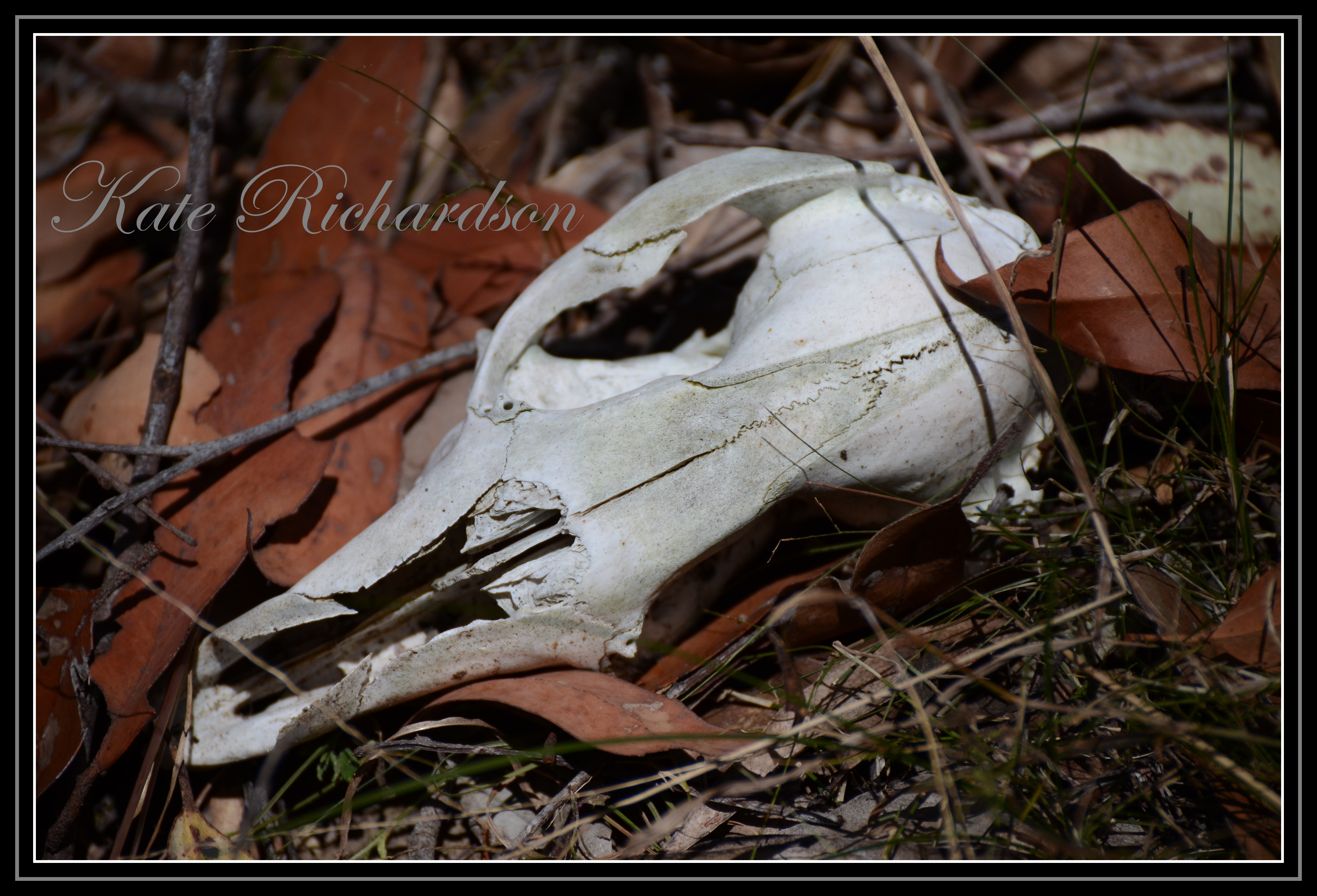 Wallaby skull