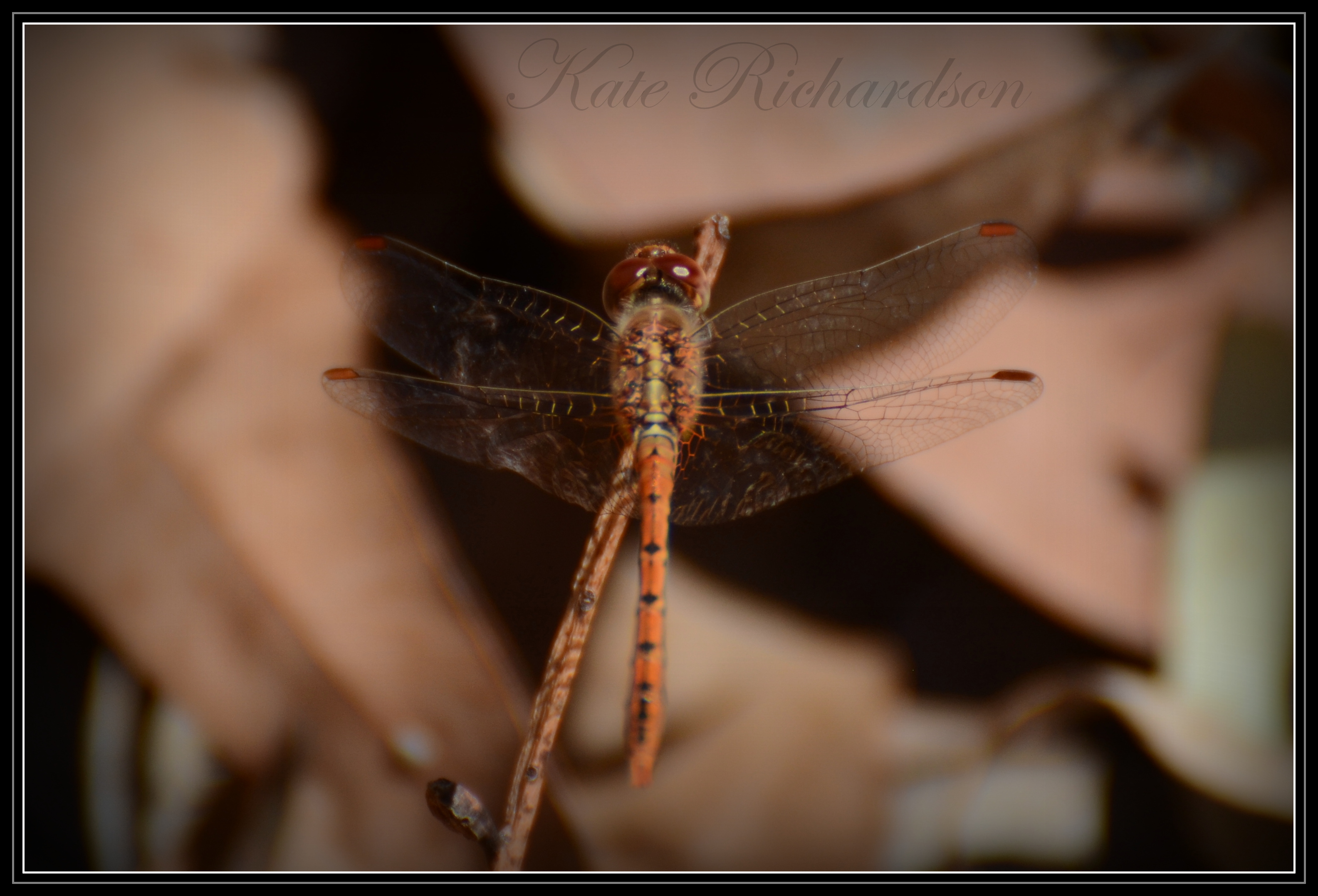 Dragonfly 4