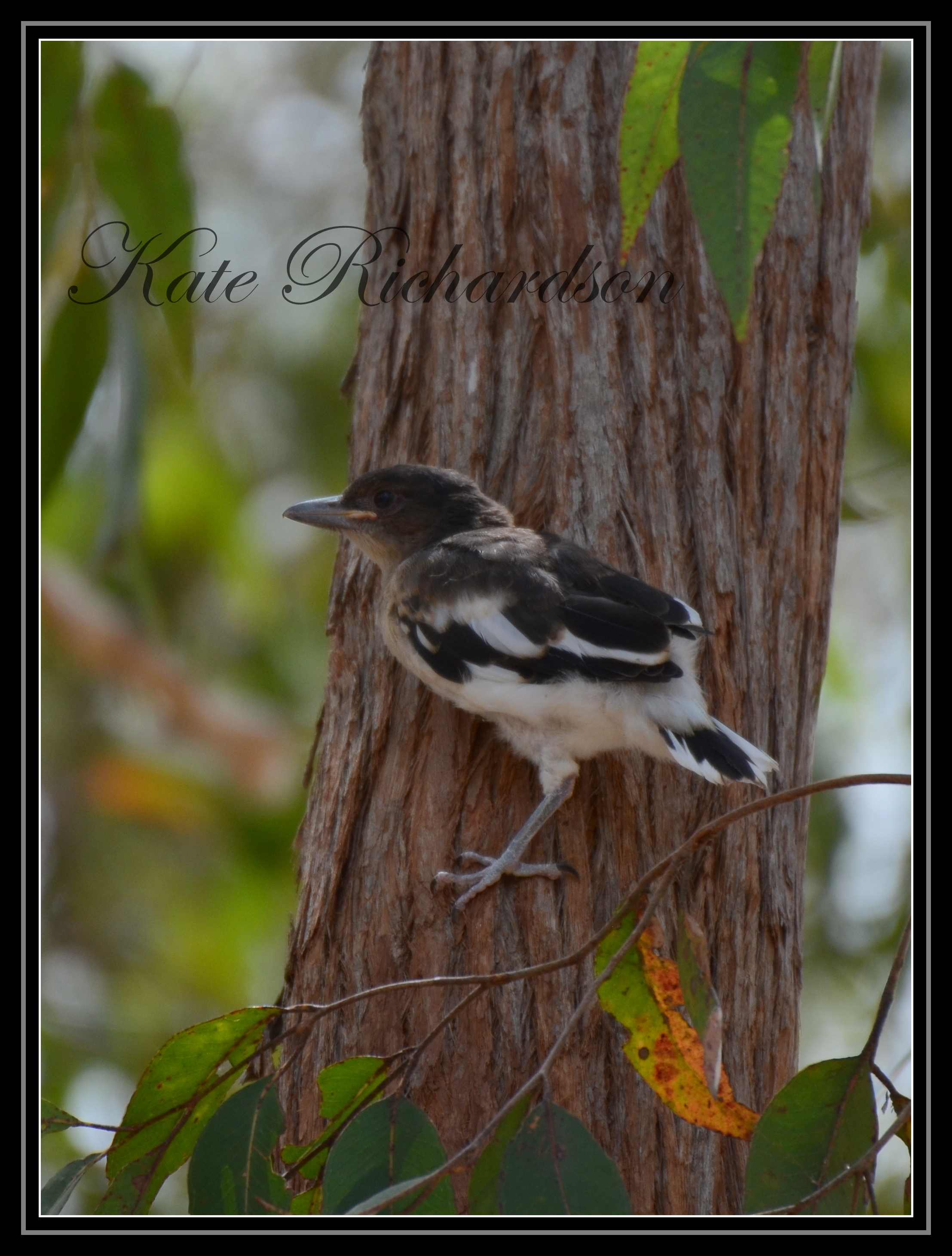 Baby Butcher bird