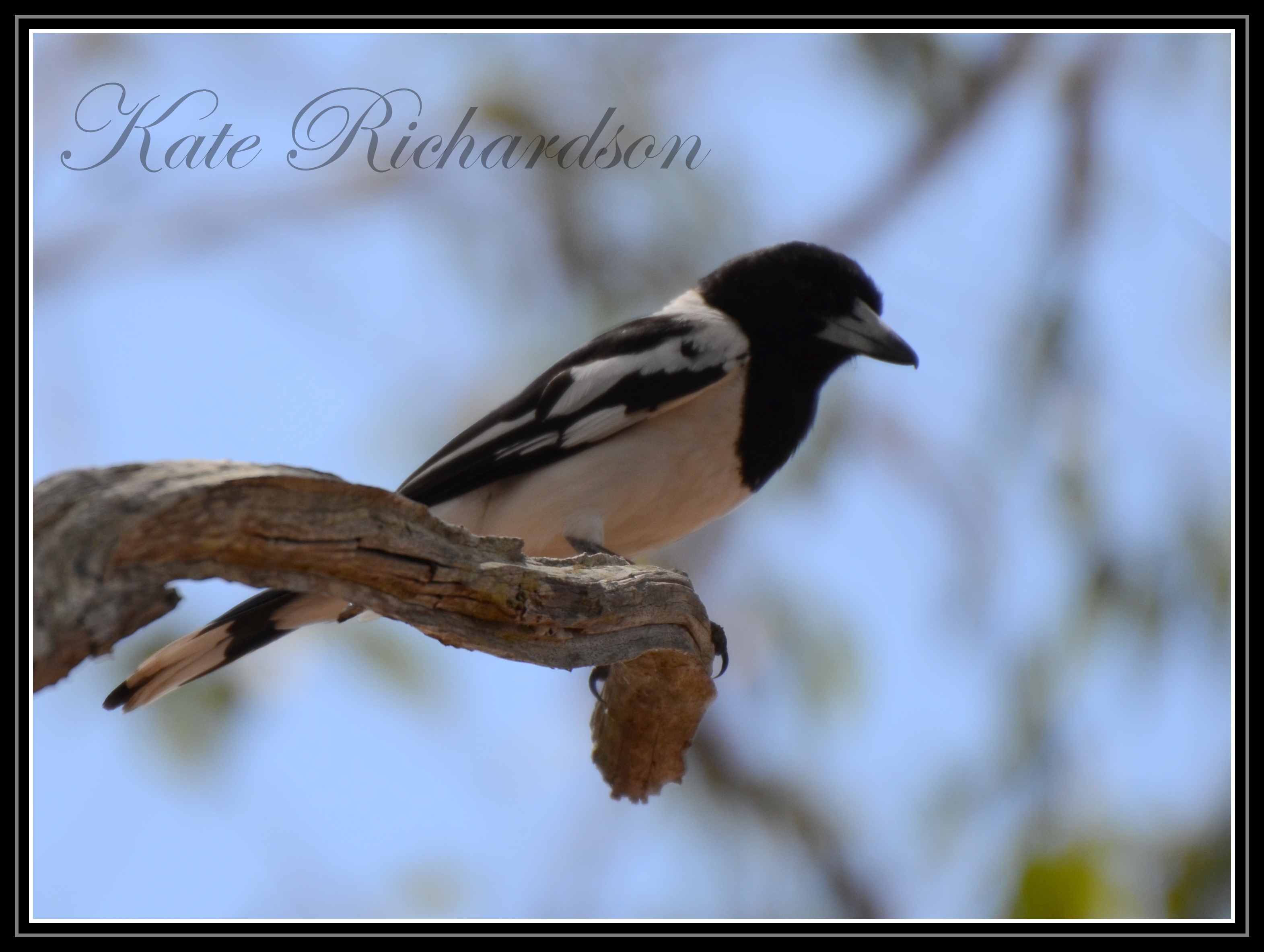 Mummy butcher bird