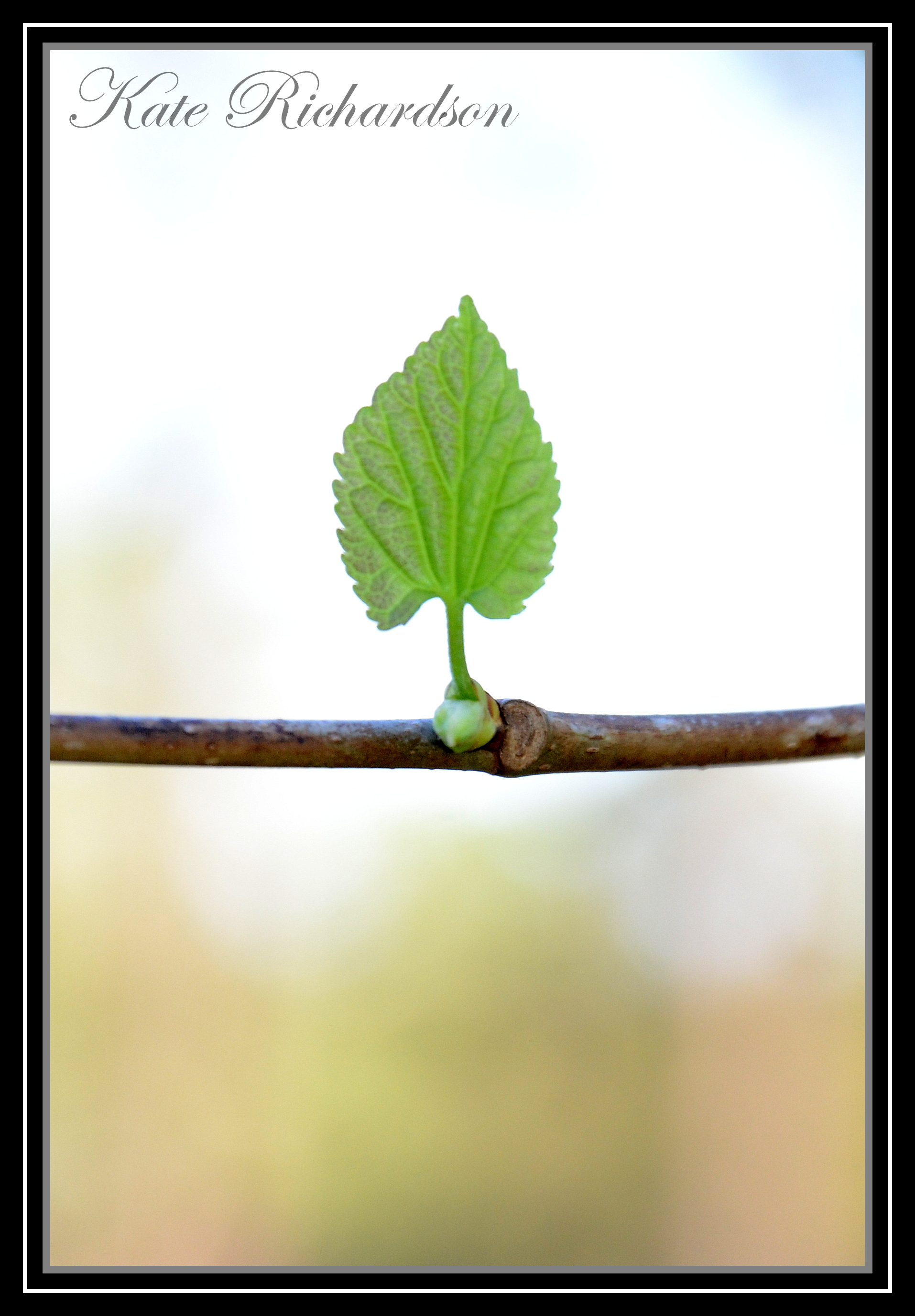 Lone Leaf