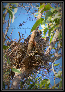 Collard sparrow hawk chicks 2
