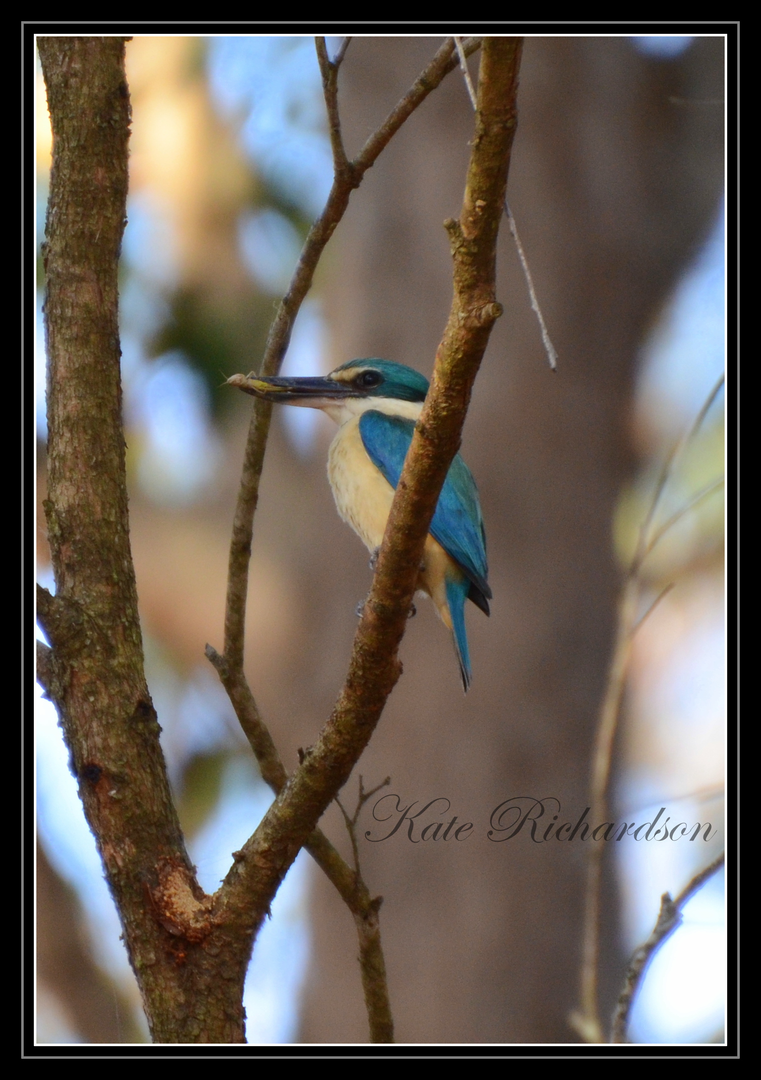 Sacred King Fisher