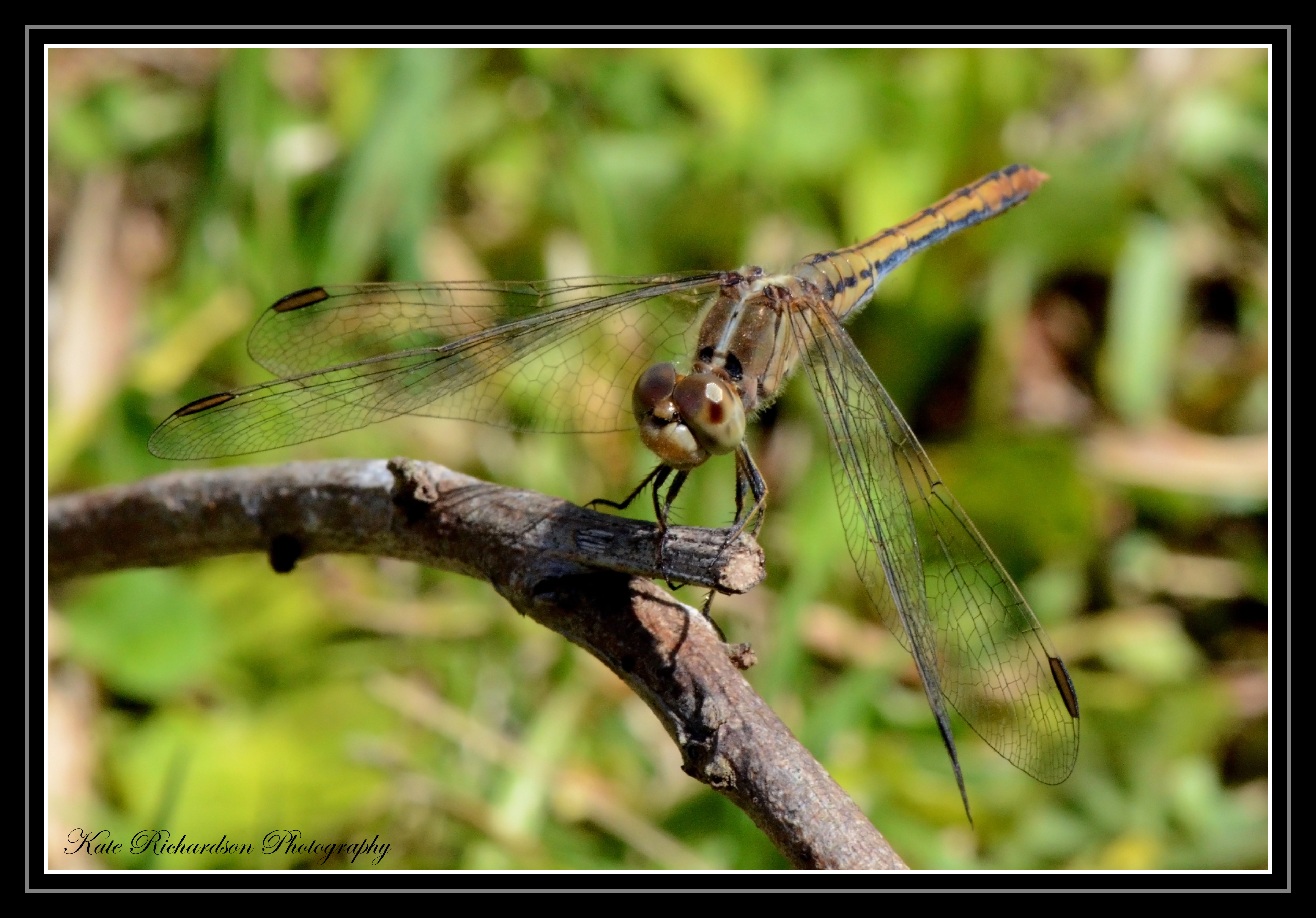 Brown Dragonfly