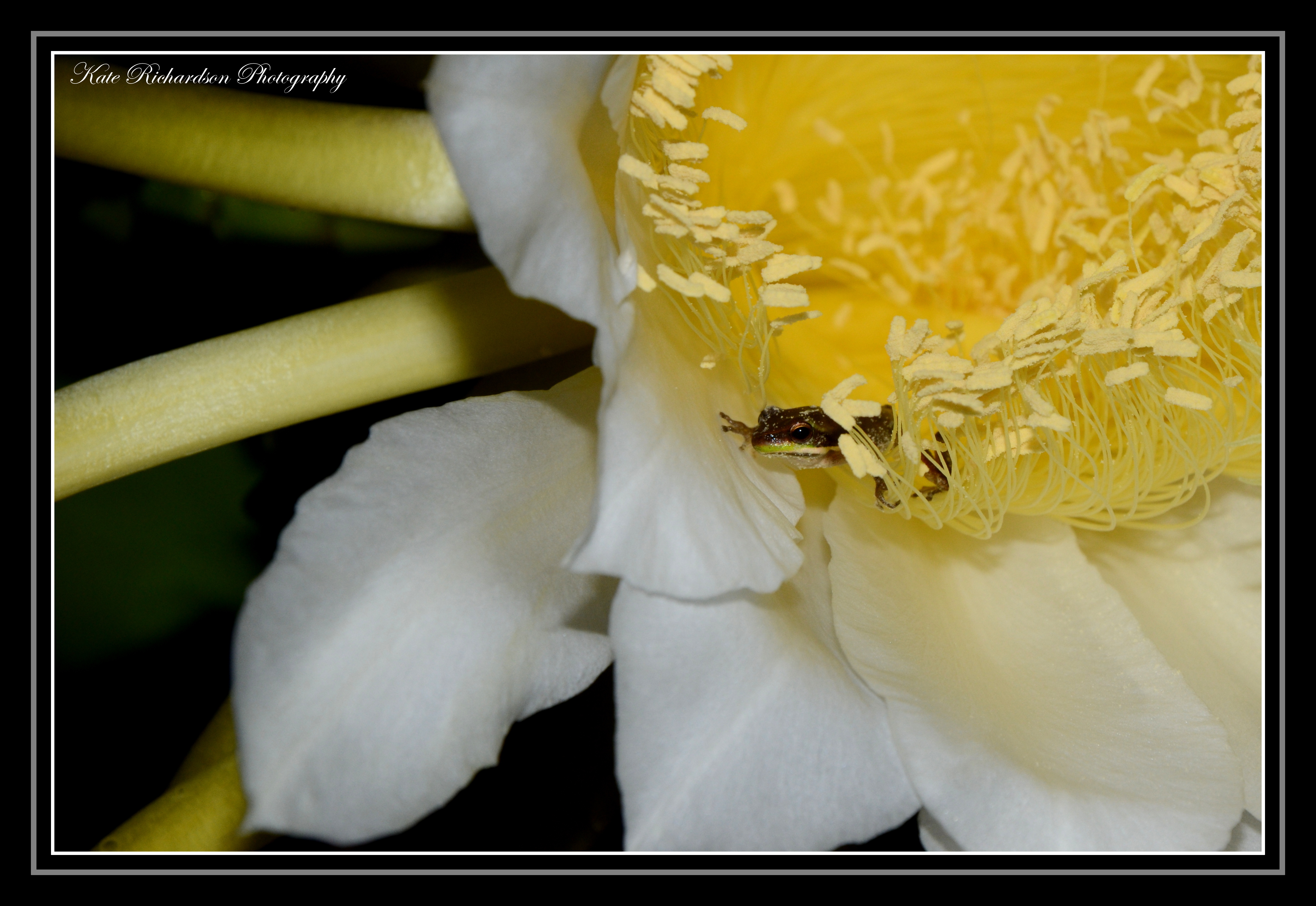 Frog in Cactus flower