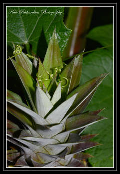 Pinapple 1