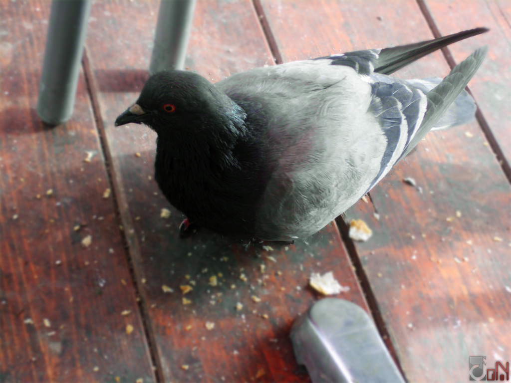 Pigeon