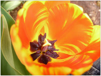 A tulip