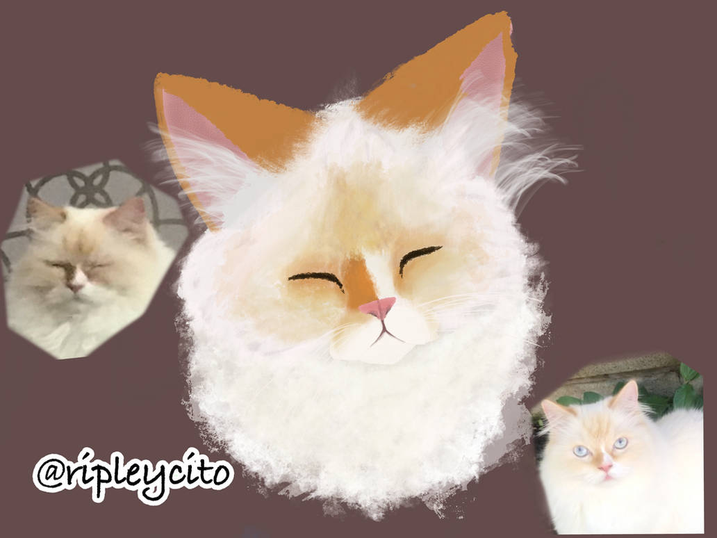 Raspberry Ripple Cat Ripley the cat by ripleycito on DeviantArt