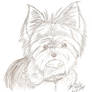 yorkie