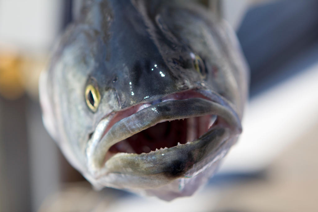 Bluefish by zew on DeviantArt