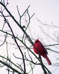 Cardinal in winter