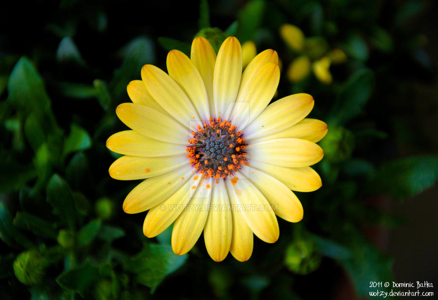 yellow flower