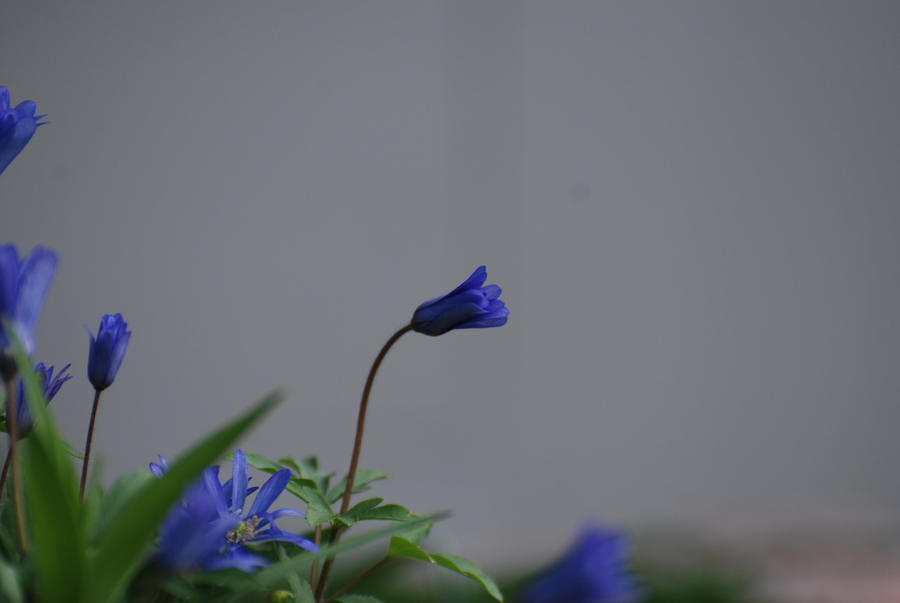 Wall Flower