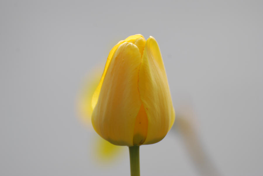 Tulip