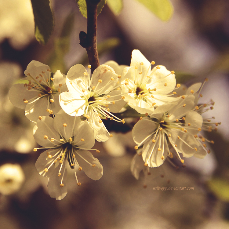 Summer Fragrance