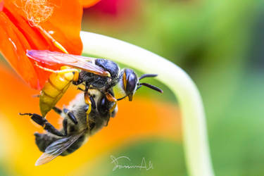 Wasp Vs. Bee