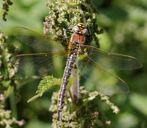 Hairy Hawker