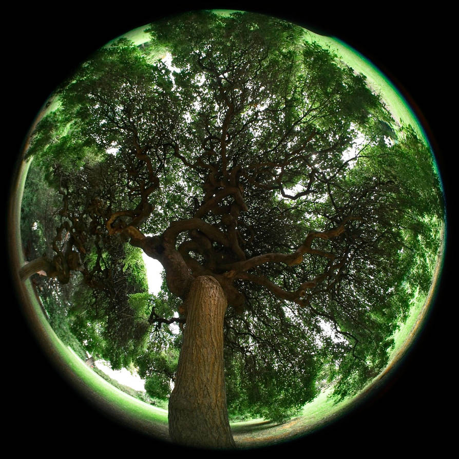 Fisheye tree by AdrianScholz on DeviantArt