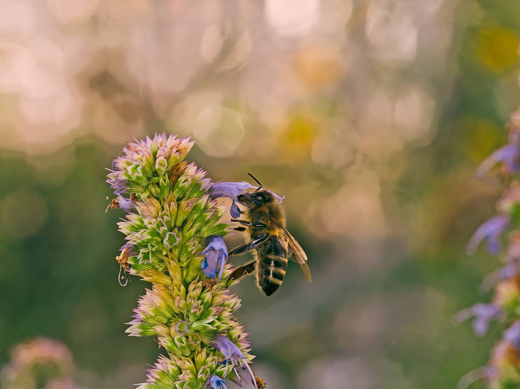 Single bee on a plant by AdrianScholz on DeviantArt