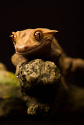 20170421 AHI Crested Gecko 0094