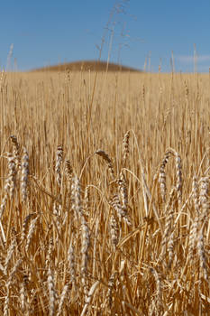 Hill of Wheat