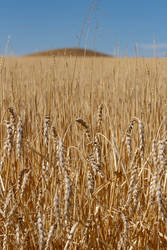 Hill of Wheat