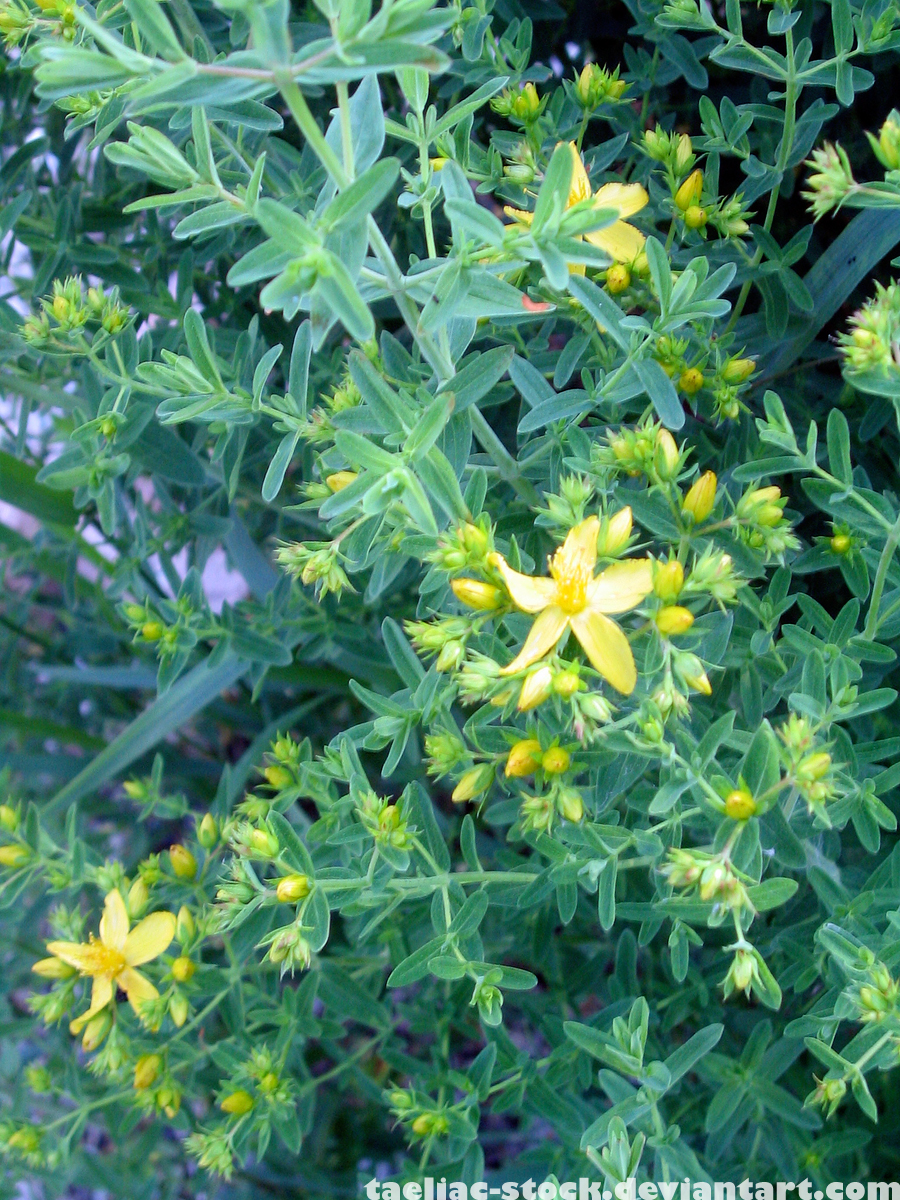 Flower 12 : St Johns Wort