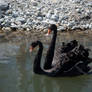 Black Swan : 11