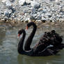 Black Swan : 12