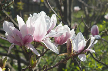 Magnificent Magnolia