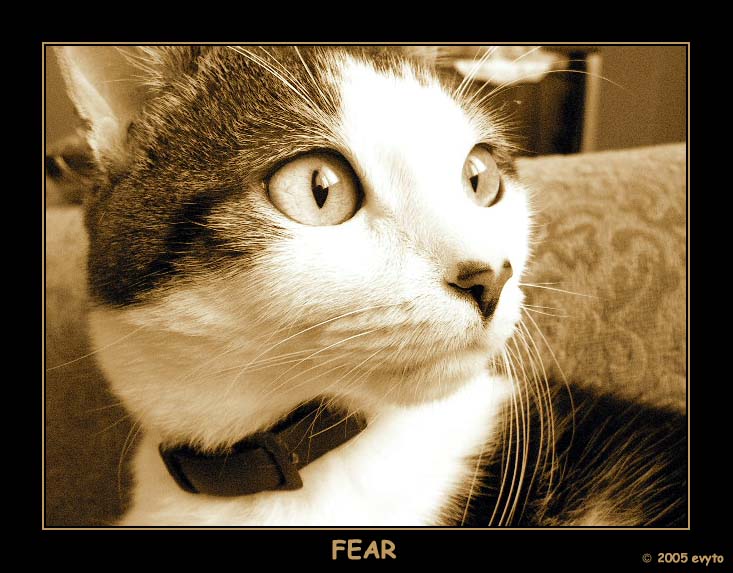 fear