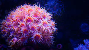 17.11.16 Corals by ALEC22 17.11.16 Corals by ALEC22