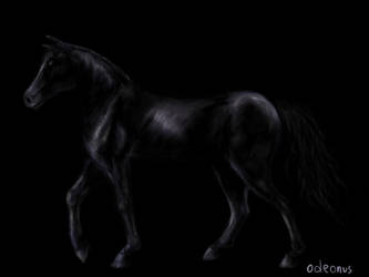 black stallion