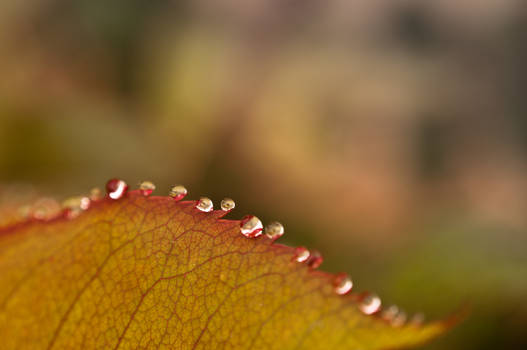 Dew drops