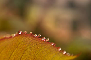 Dew drops