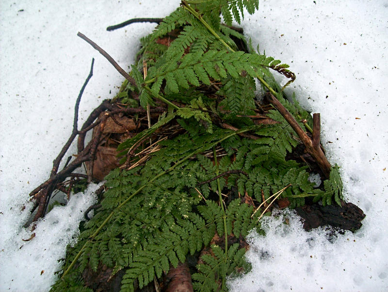 Hidding Under The Ferns