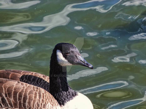 Goose