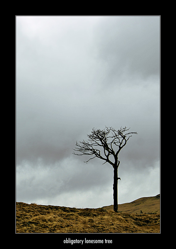 Obligatory Lonesome Tree - I