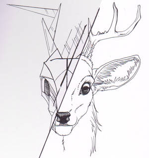 15 - Dear deer