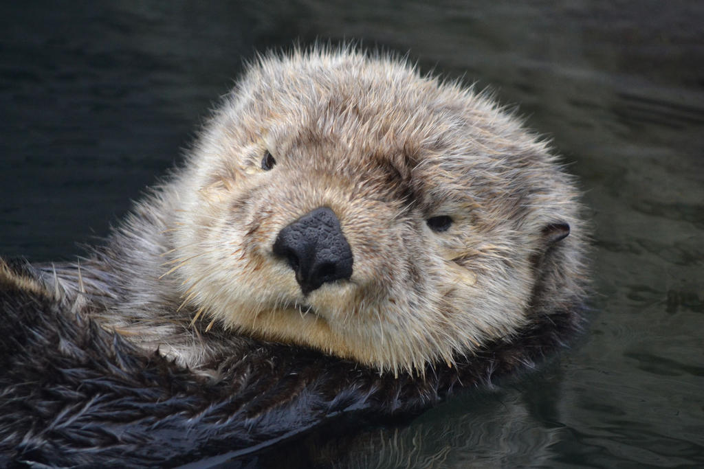 grumpy otter by SheddDolphin on DeviantArt