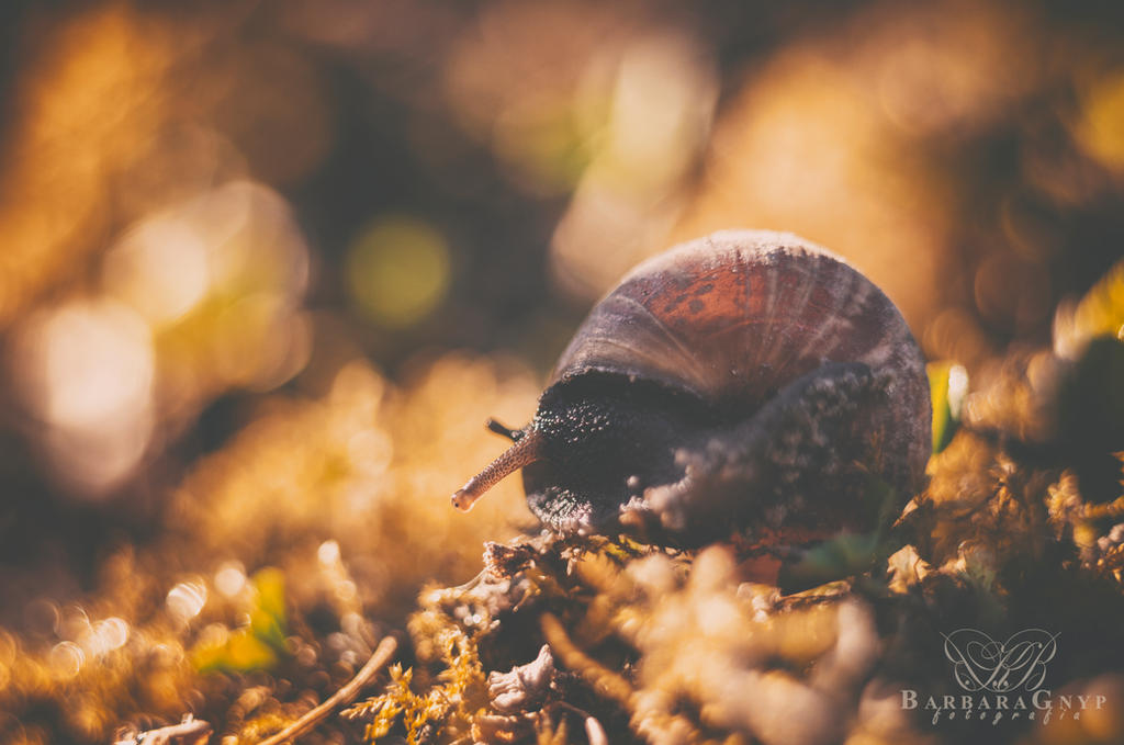 Snail 2015