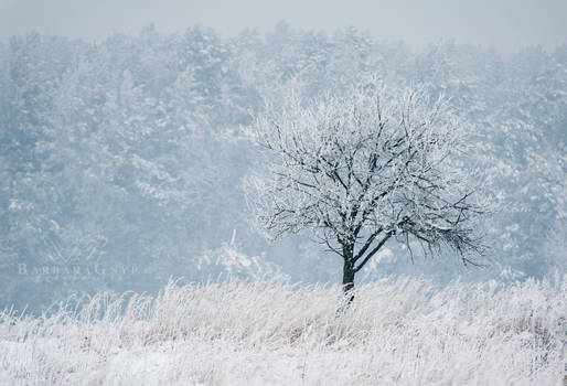 Frozen tree