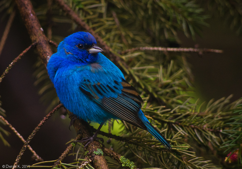 Indigo Bunting