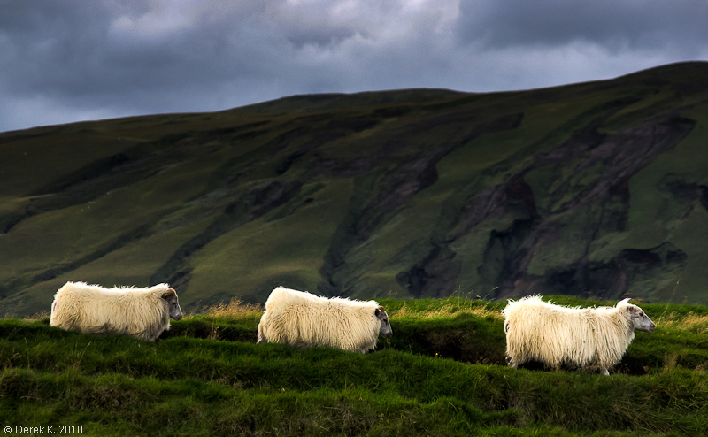 Icelandic Sheep