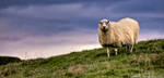 Lone Sheep by derek-k